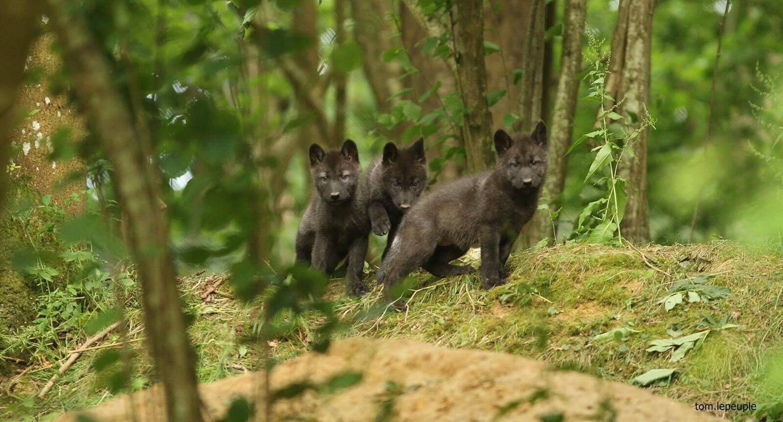 Loups BB - Photo Tom Lepeuple
