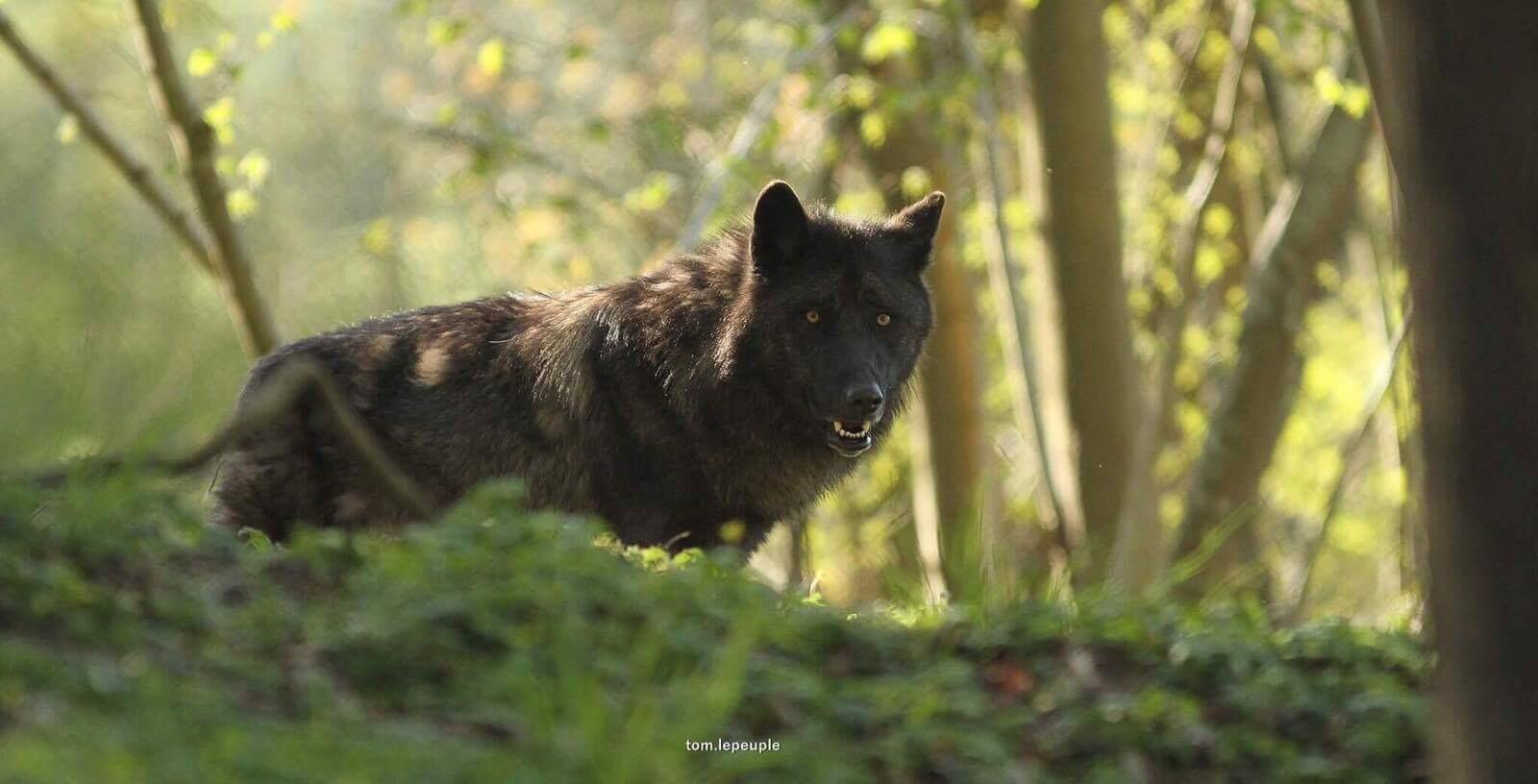 un Loup à Rêve de Bisons