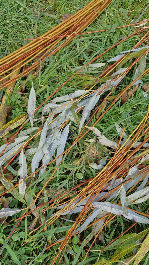 Saule feuilles