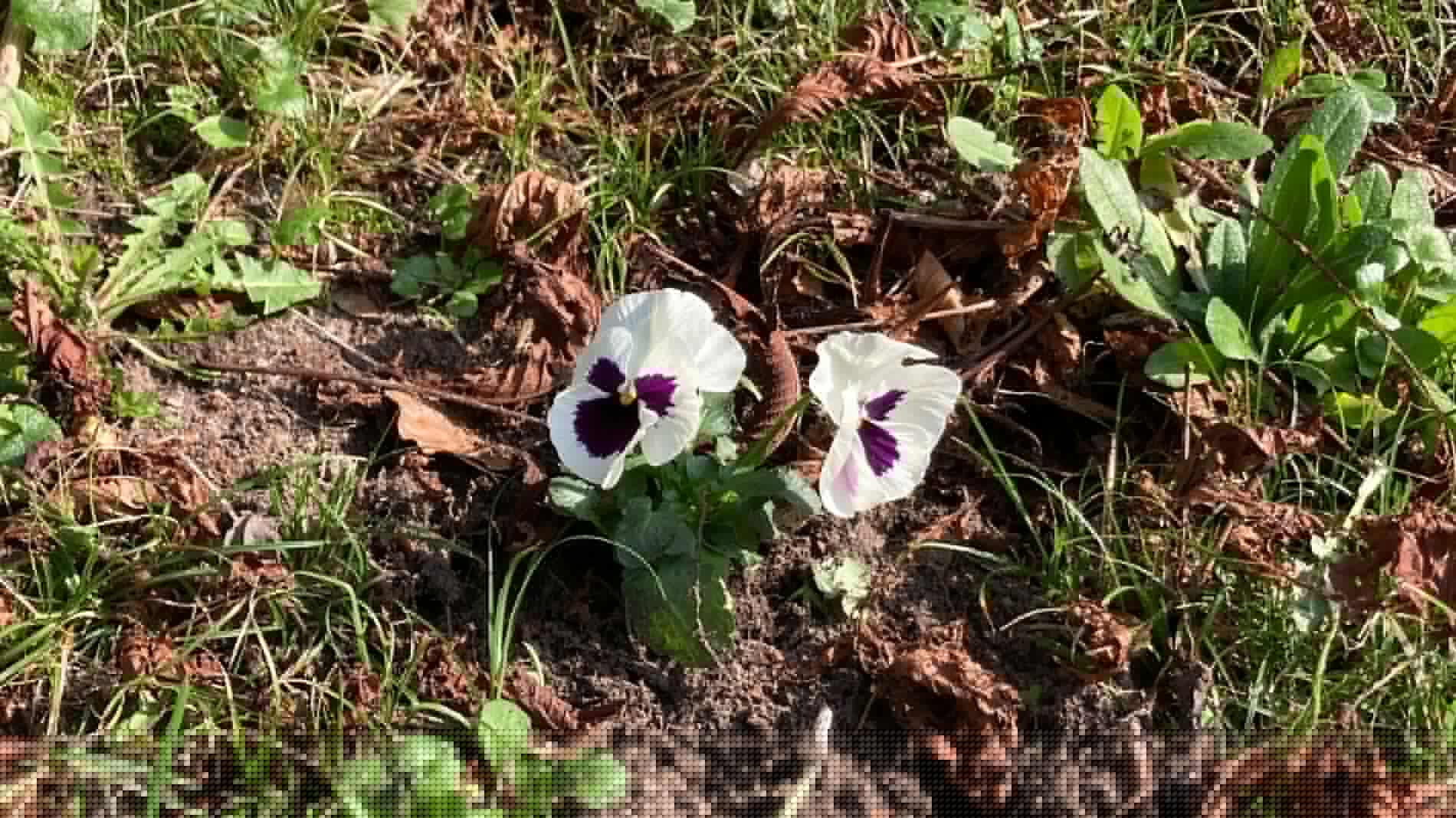 Tous en saane marche douce et botanique