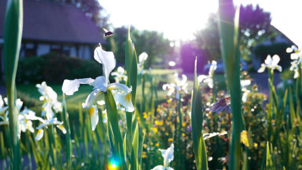 Jardin de Mme SEGUIN