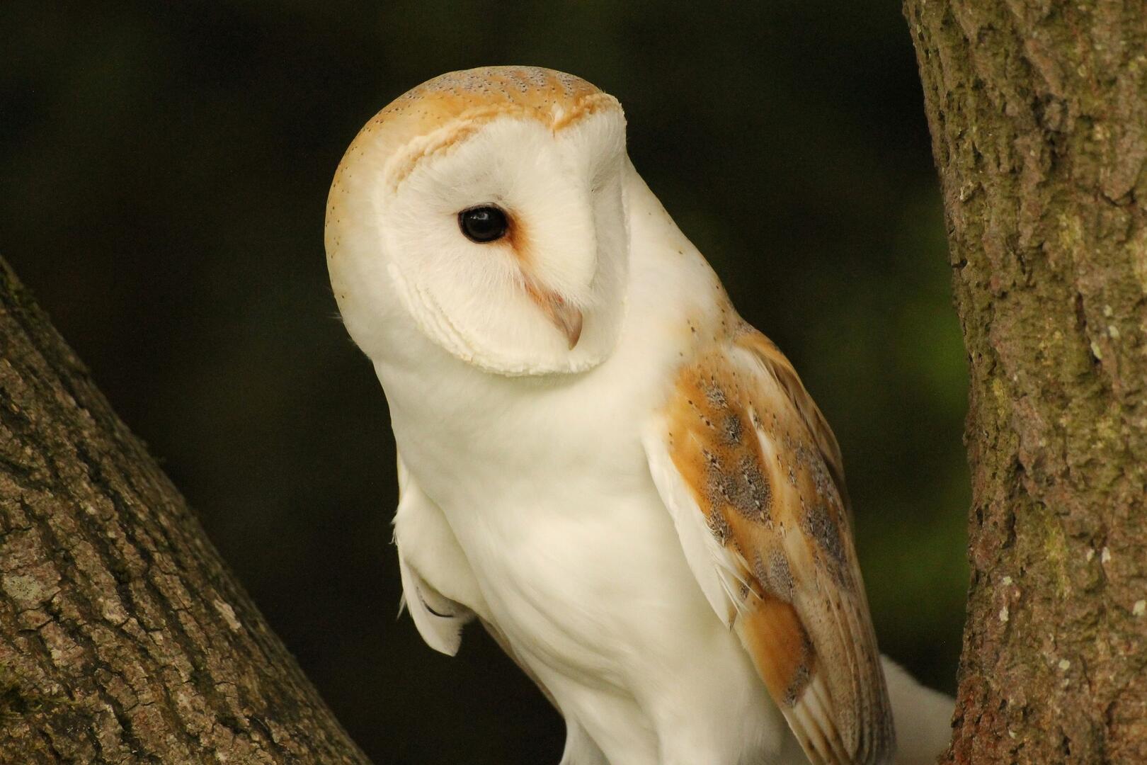 barn-owl-g4f629ef18_1920