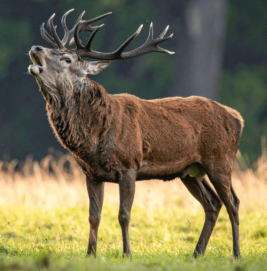 brâme du cerf
