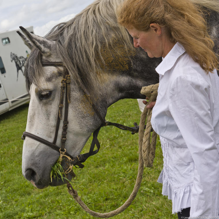 Cheval à Bacqueville-en-Caux
