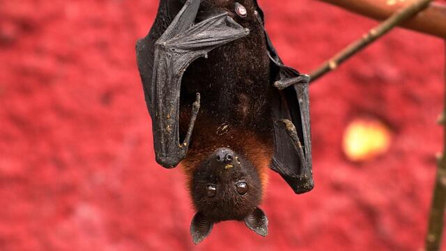 chauve souris
