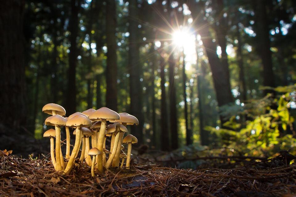 champignons