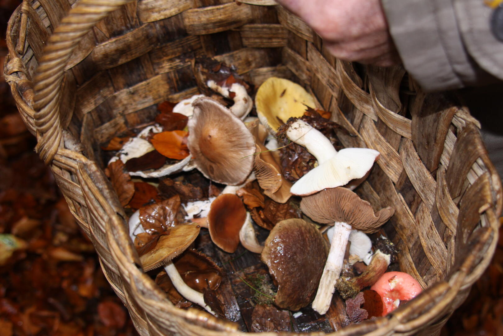 Champignons
