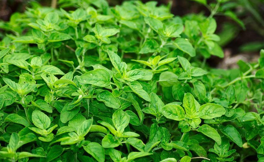 Les plantes qui se mangent