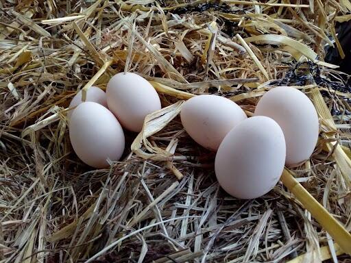 Oeufs