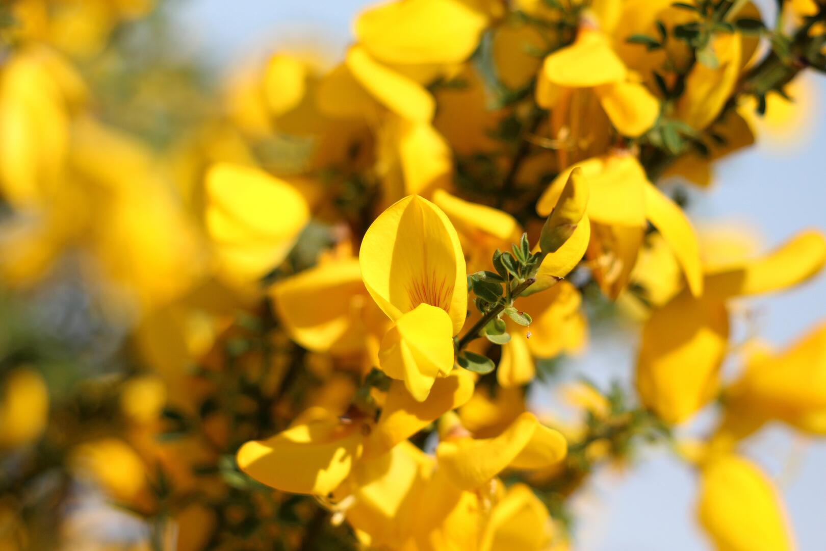 [balade naturaliste] La flore de la lande du cap d'Ailly