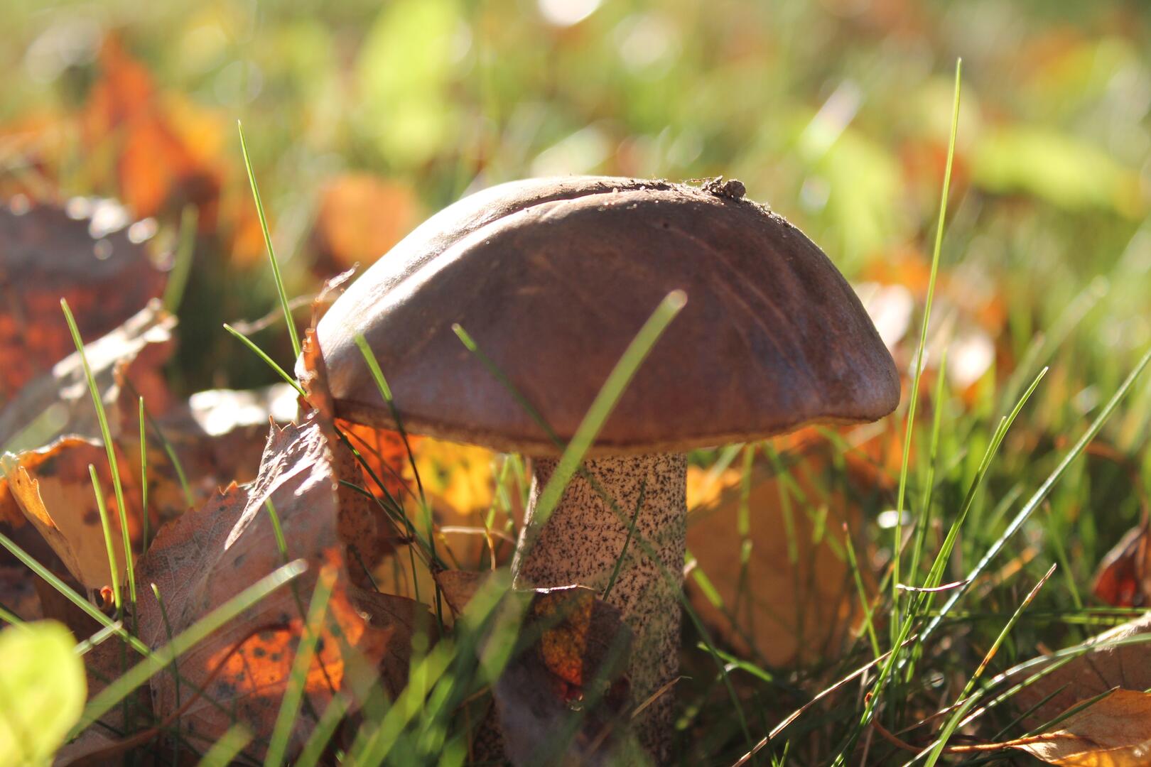 Champignon