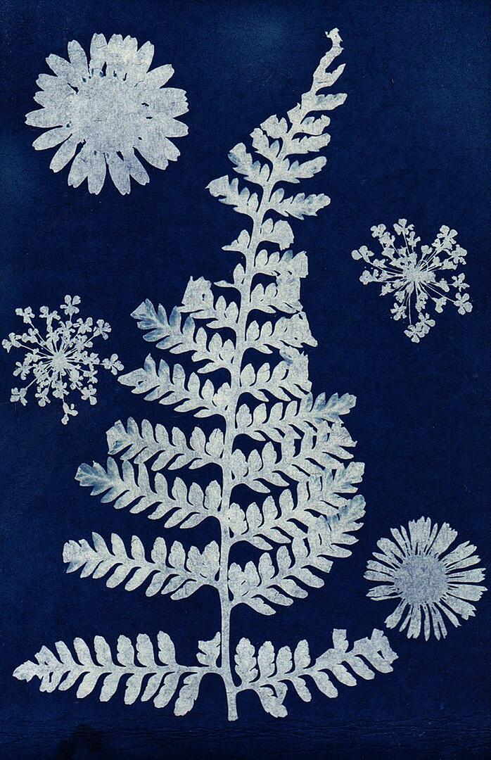 Cyanotype