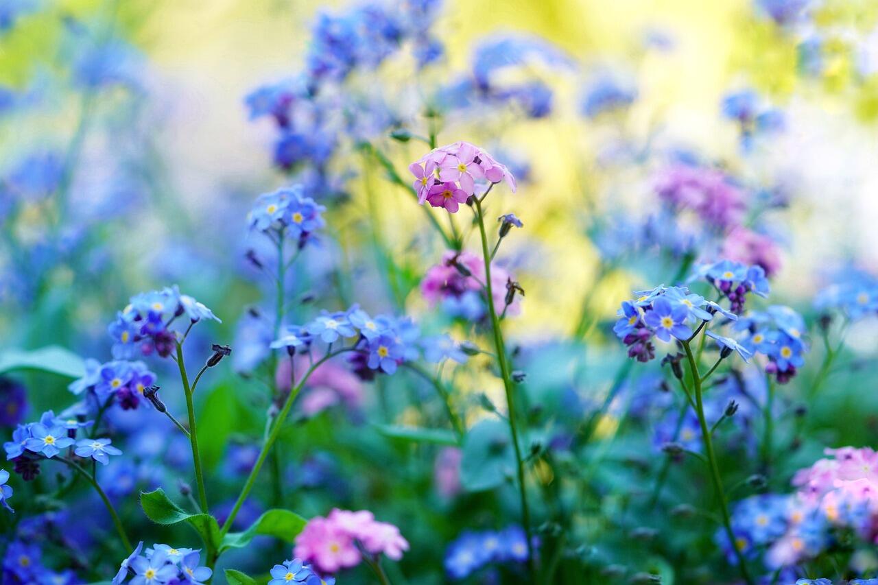 plante