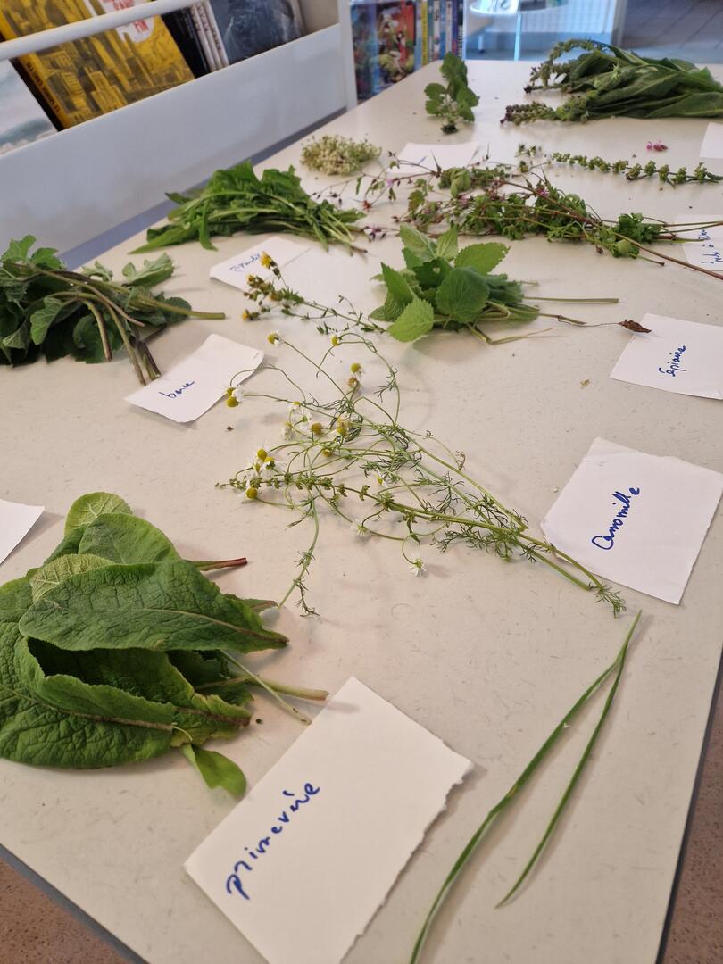 plantes sauvages biblio Luneray