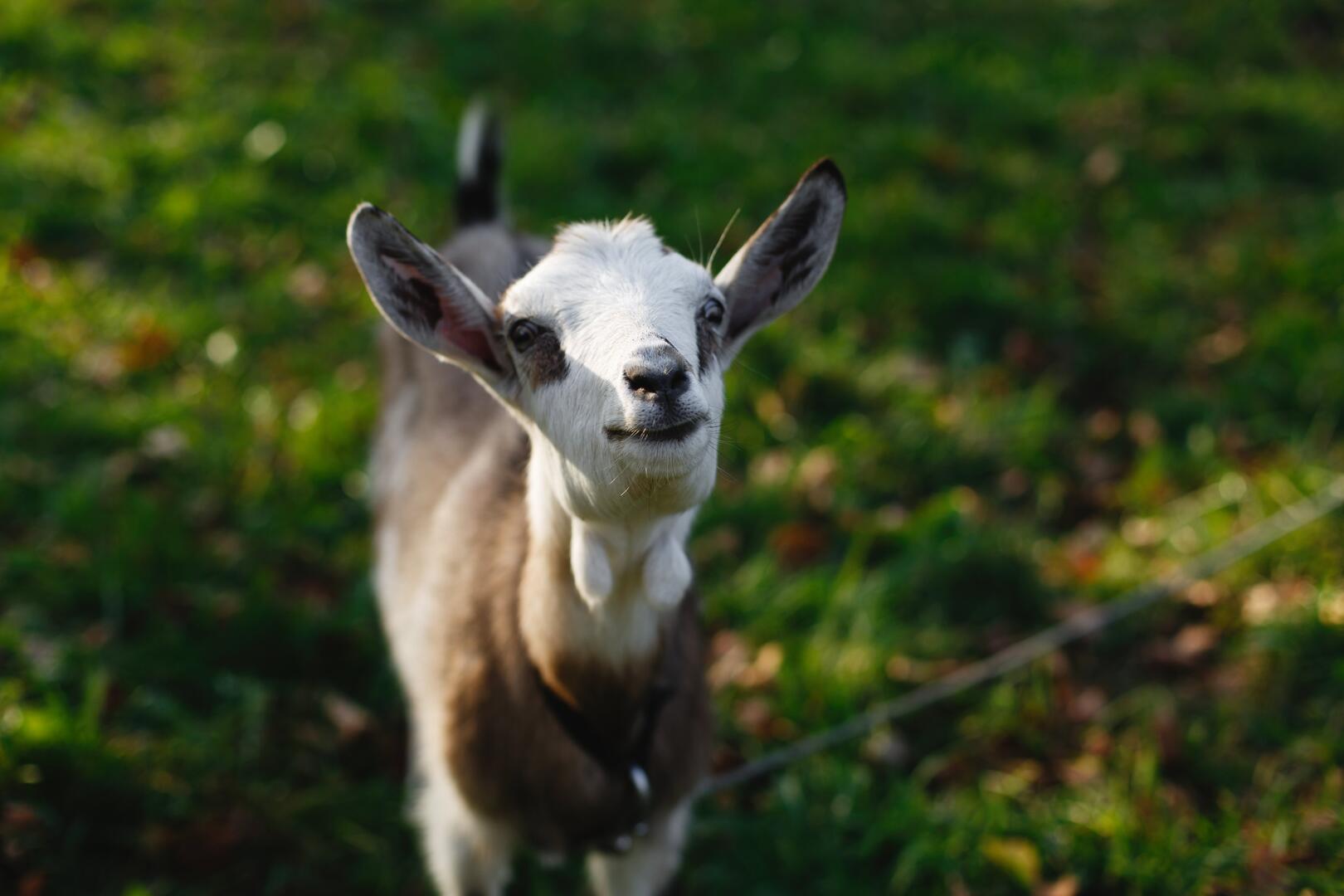 Illustration animaux de la ferme
