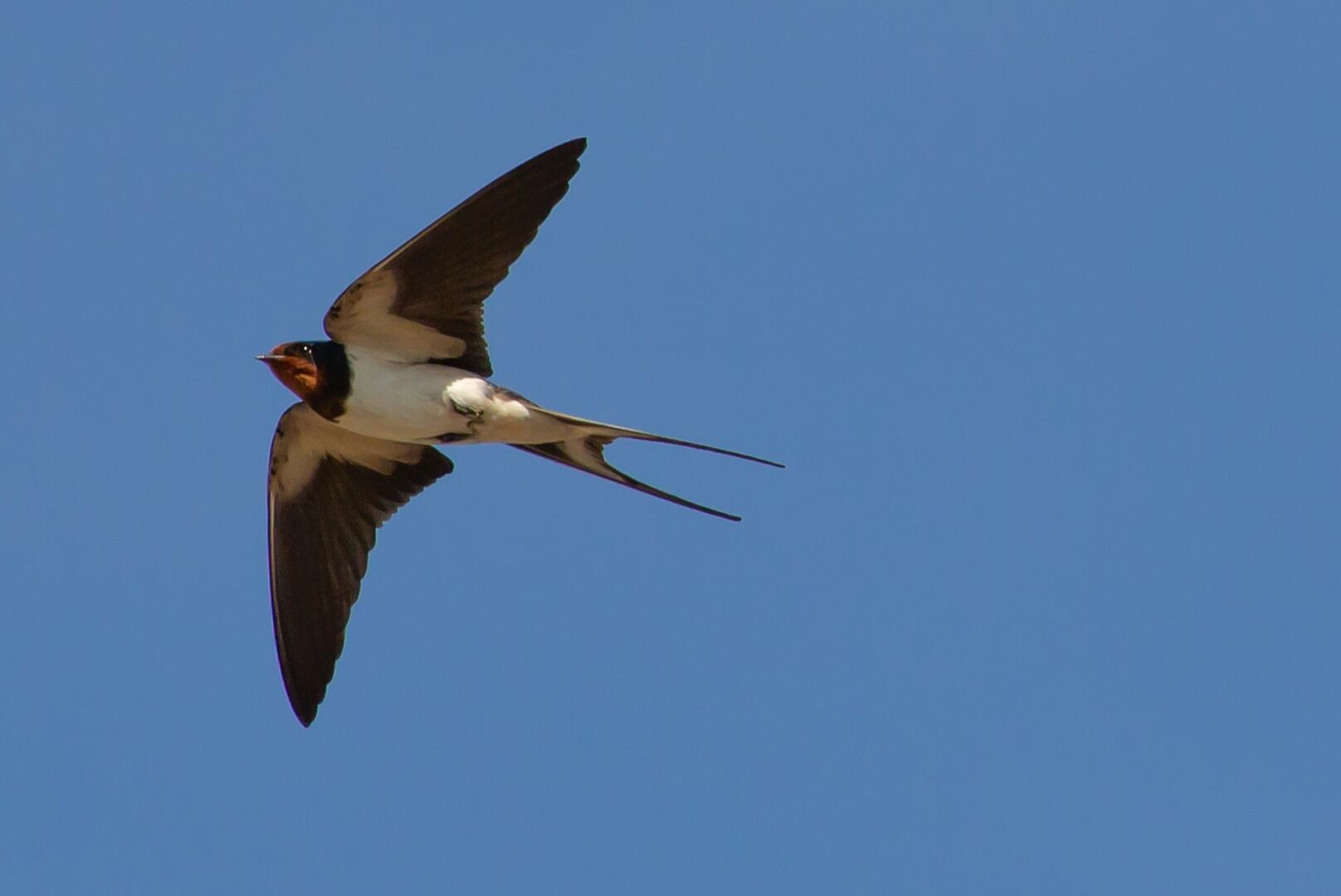swallow-flying-gbb16a385e_1920