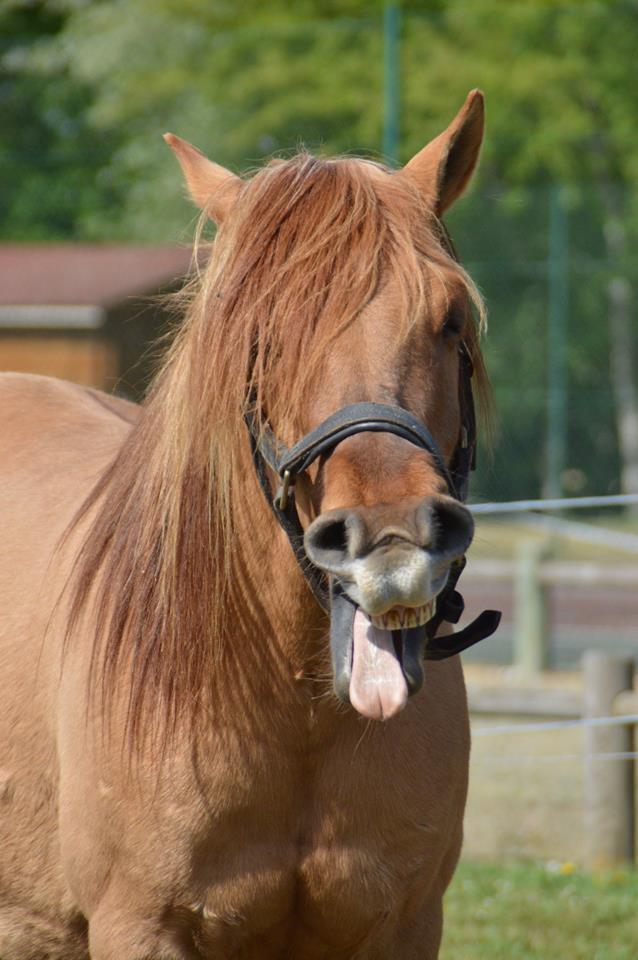 photo cheval