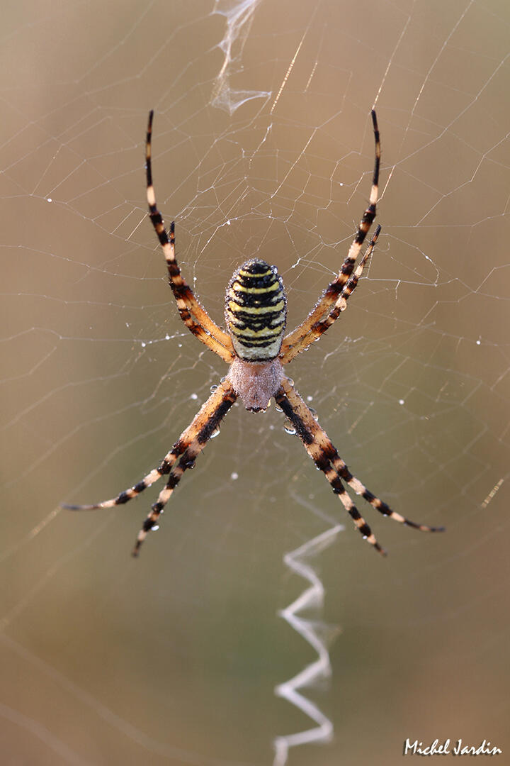 2022_07_09_insectes_mal-aime_michel_jardin