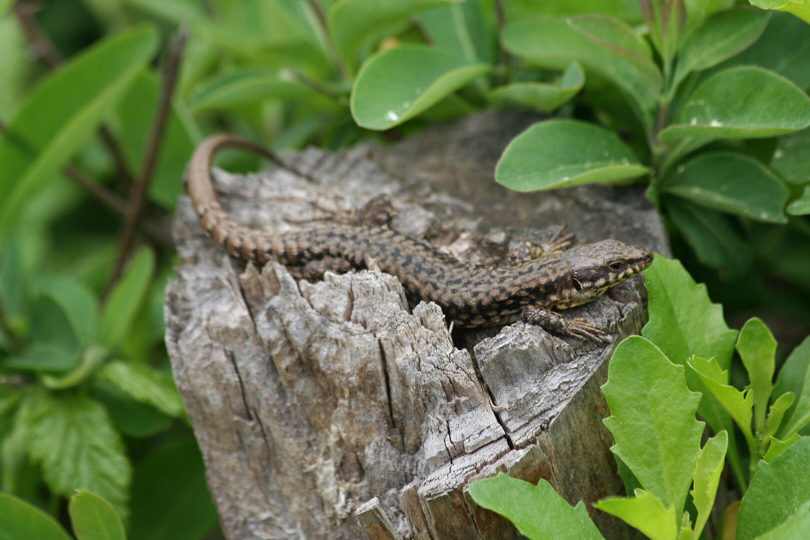 2022_09_10_reptile_remi_jardin