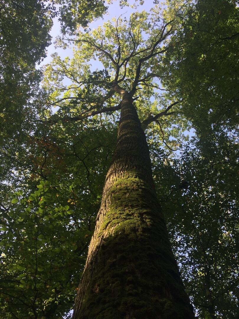 Arbre en forêt de Perseigne