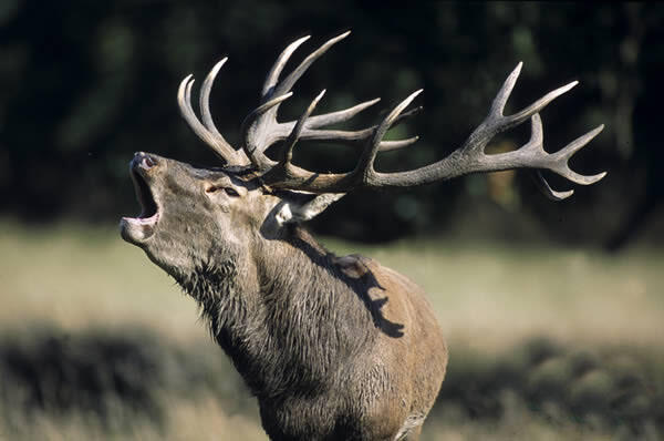 Cerf