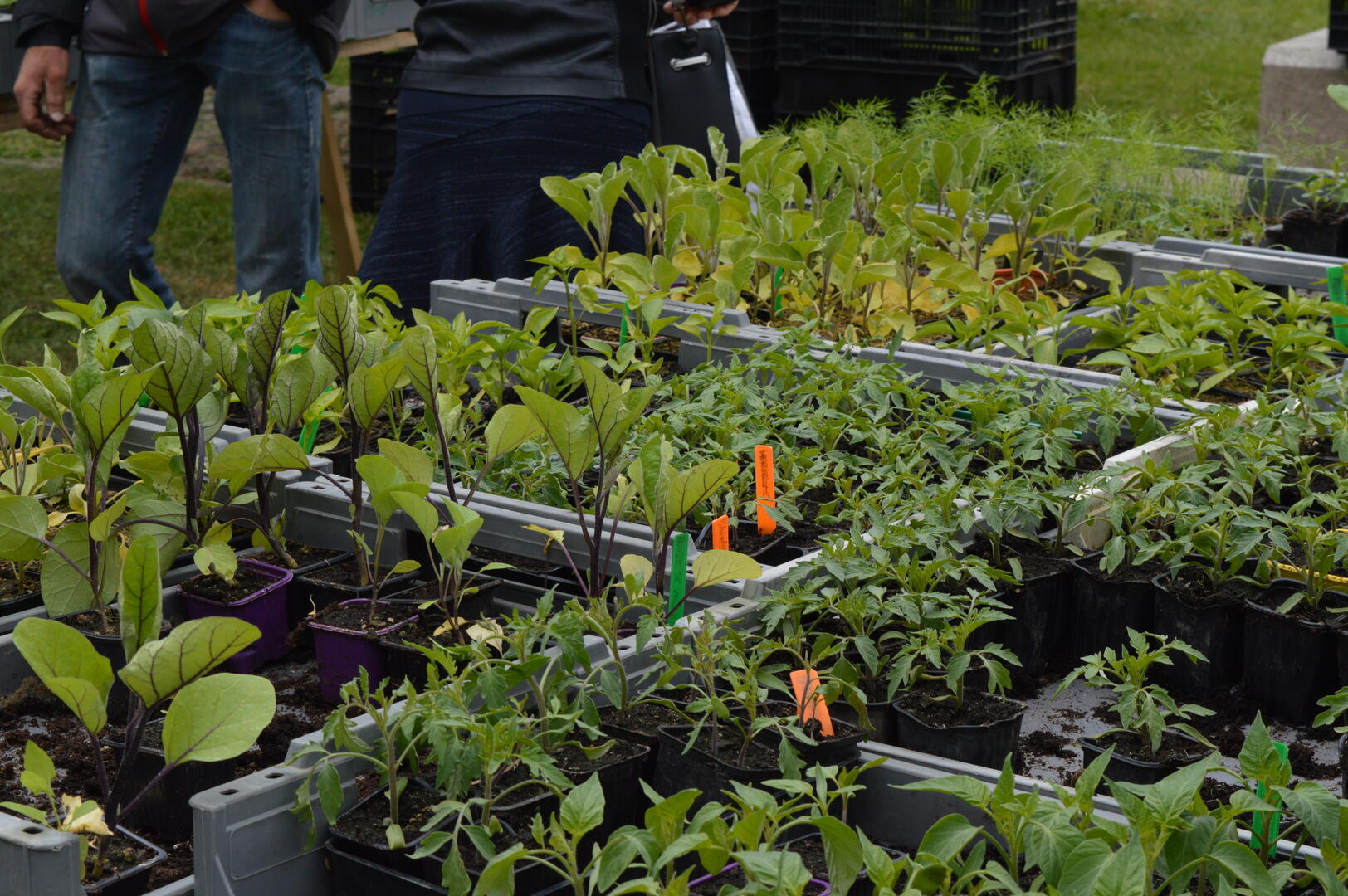 Gros Plan Sur le Potager 2019 Ile MoulinSart© CC Val Sarthe (51)