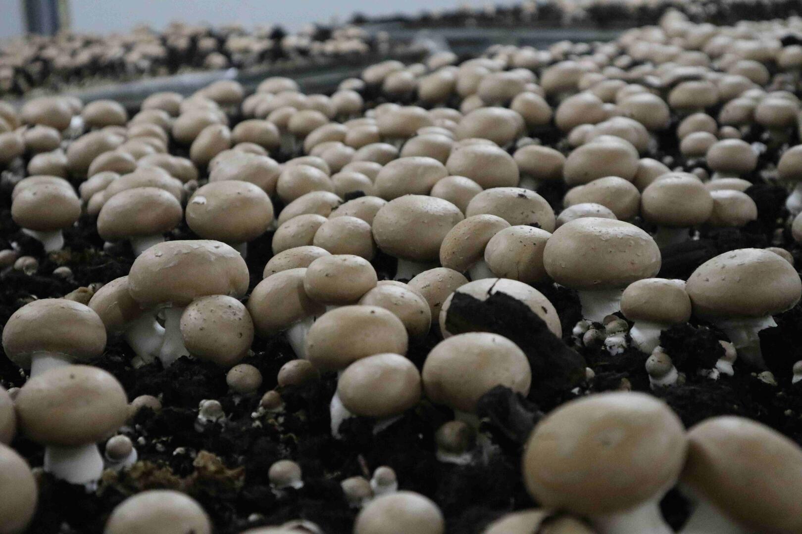 Champignons de la Sarthe