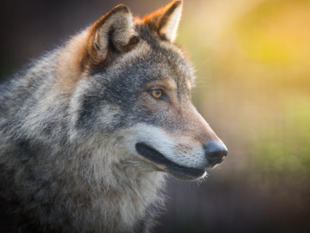 Parc-loisirs-animalier-anjou-nantes-natural-parc