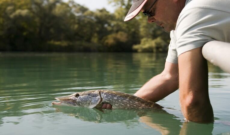 Pêche du carnassier