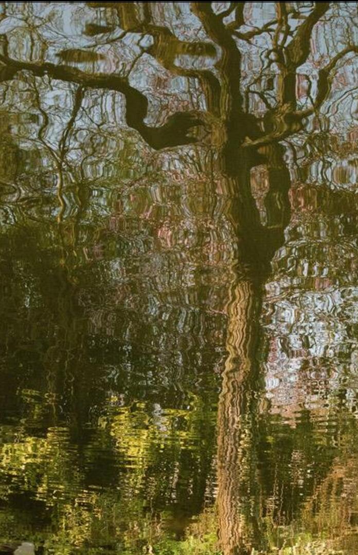 Arbre se reflétant dans l'eau