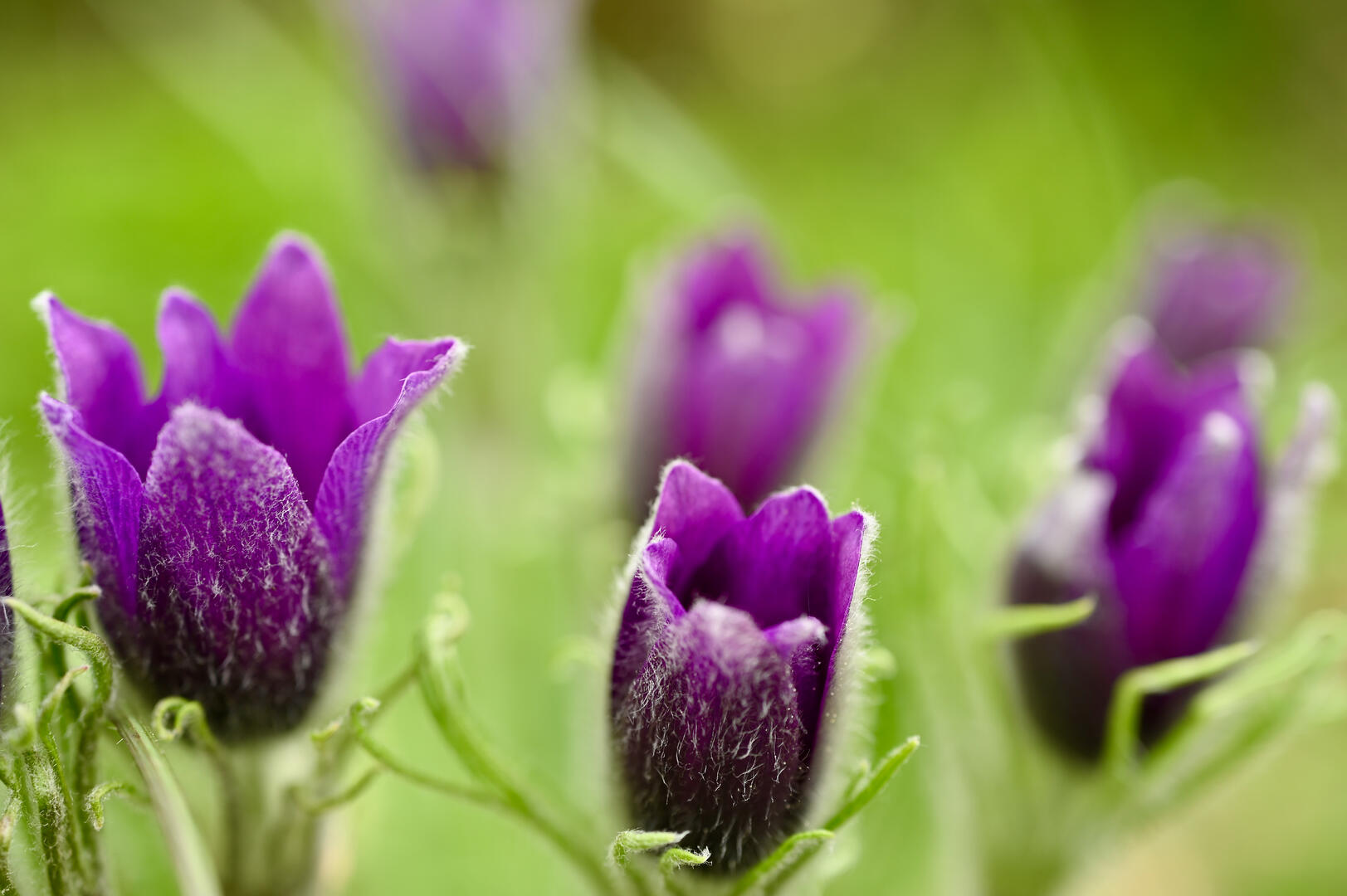 Anémones pulsatilles