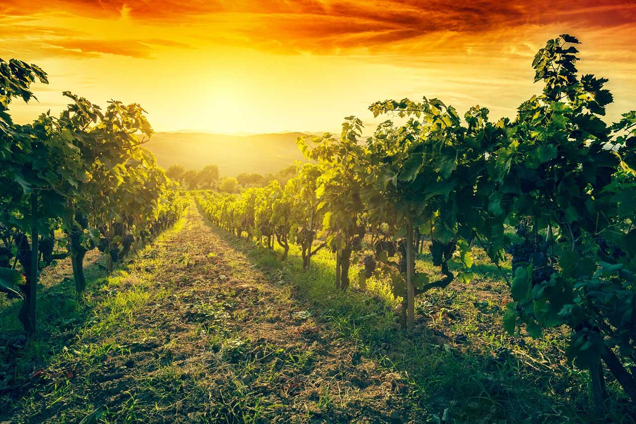 vignoble-fioleau-corcoué-sur-logne-44-cos-1