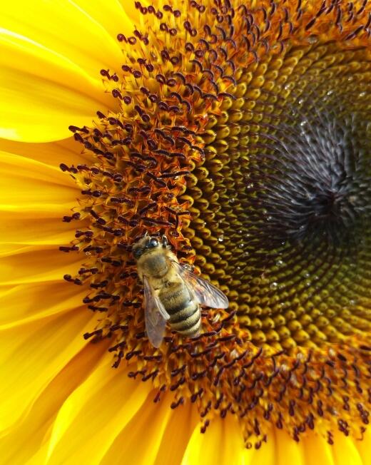 atelier_apiculture - 1