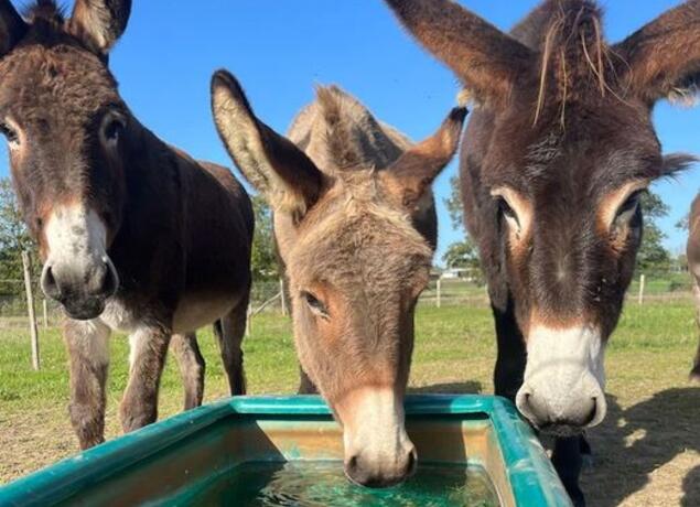 balade-anes-corcoué-sur-logne-44-fma-1