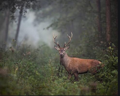 cerf brame