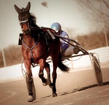cheval de course