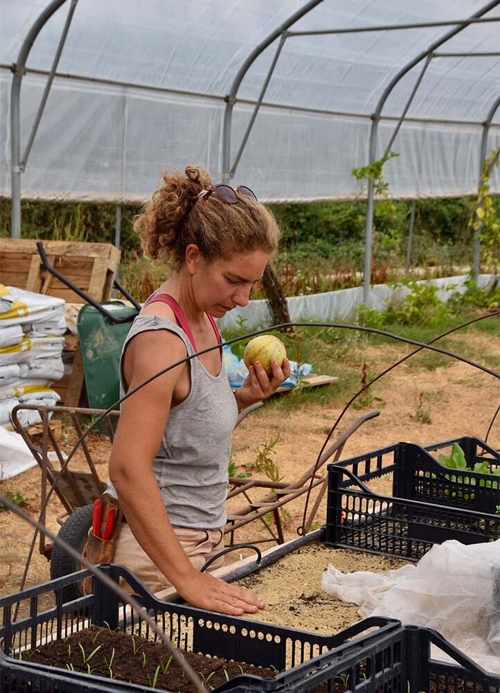 fenouil-biocoop-magasin-bio-le-mans-producteur-local-maraicher-ferme-petit-fouillet-7