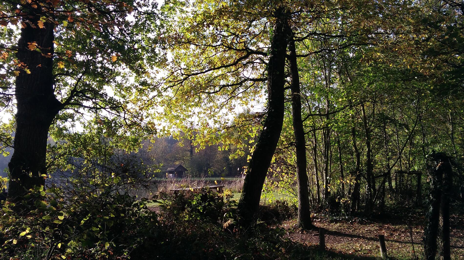 forêt Brain-sur-Longuenée