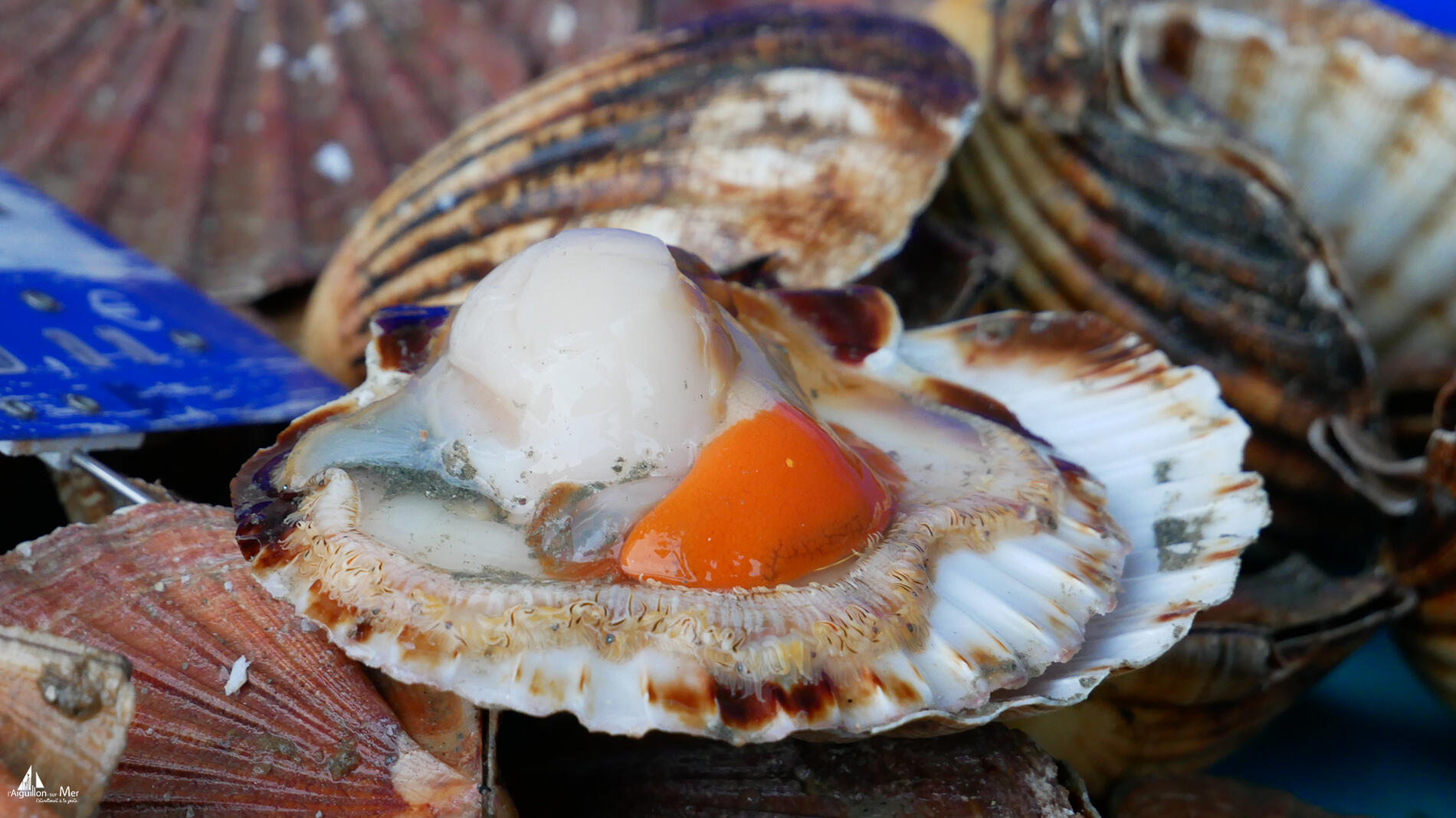 Marché de L'Aiguillon-sur-Mer