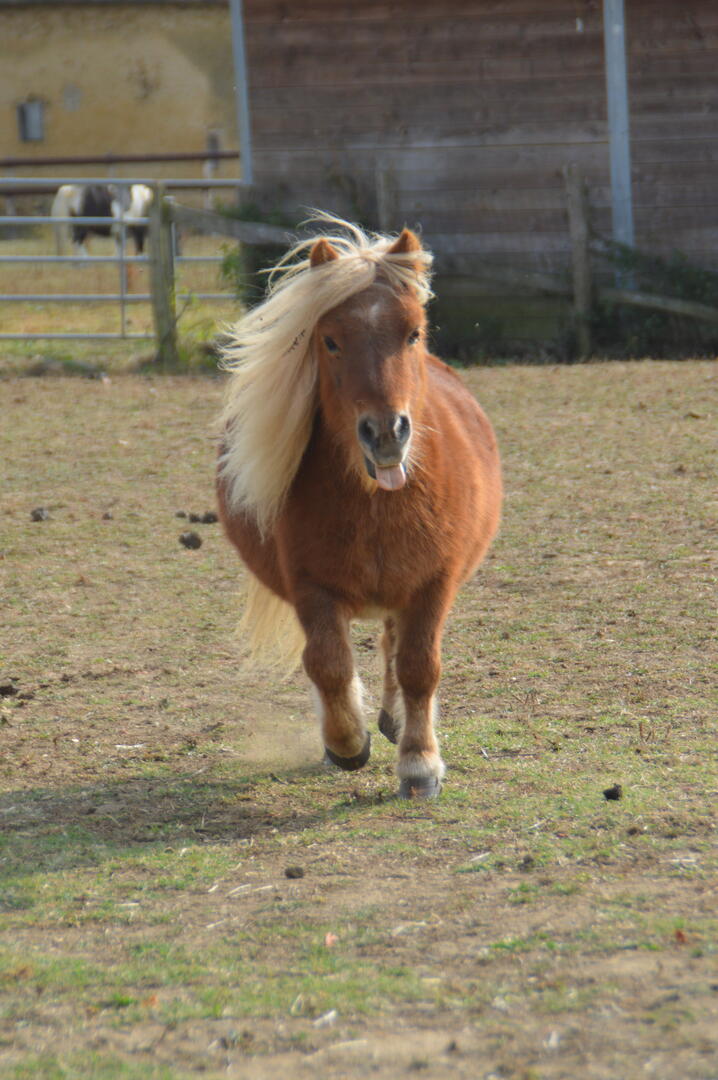 page 3 - poney crinière au vent