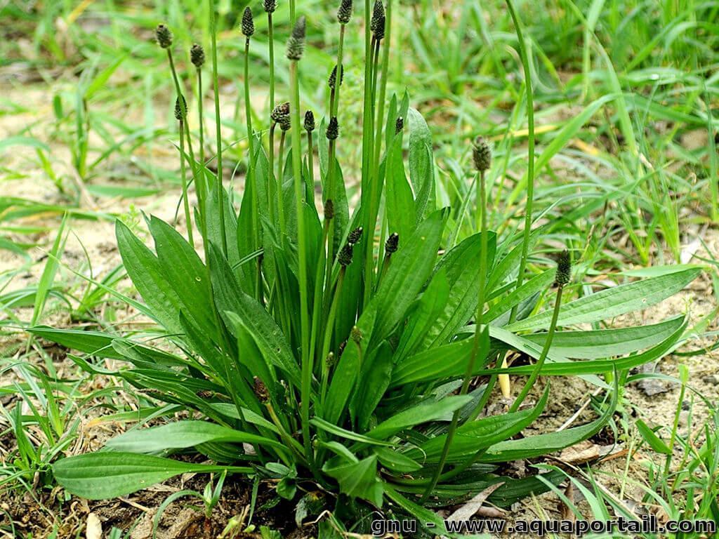 plantain-lanceole-plantago-lanceolata