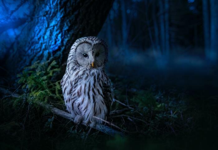 Sortie Nature Nocturne : vie secrète d'un ENS_1