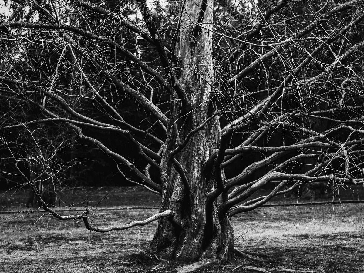 tree-3955465_1920