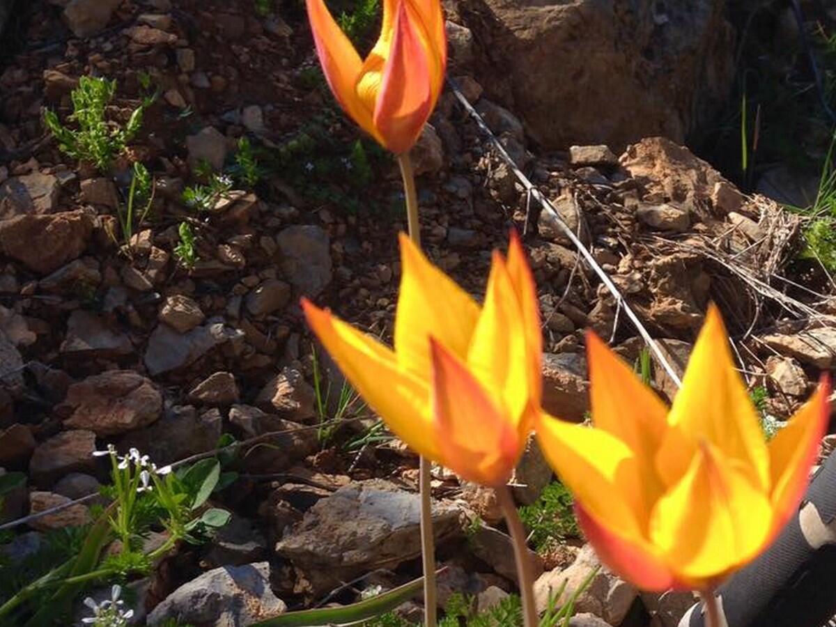 tulipes sauvages