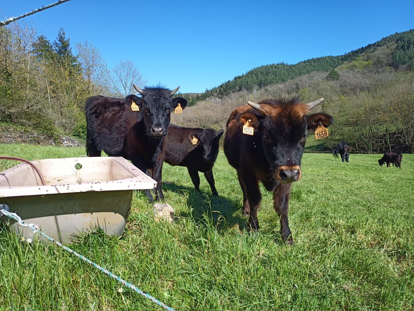 VACHES PAYS DE SAULT