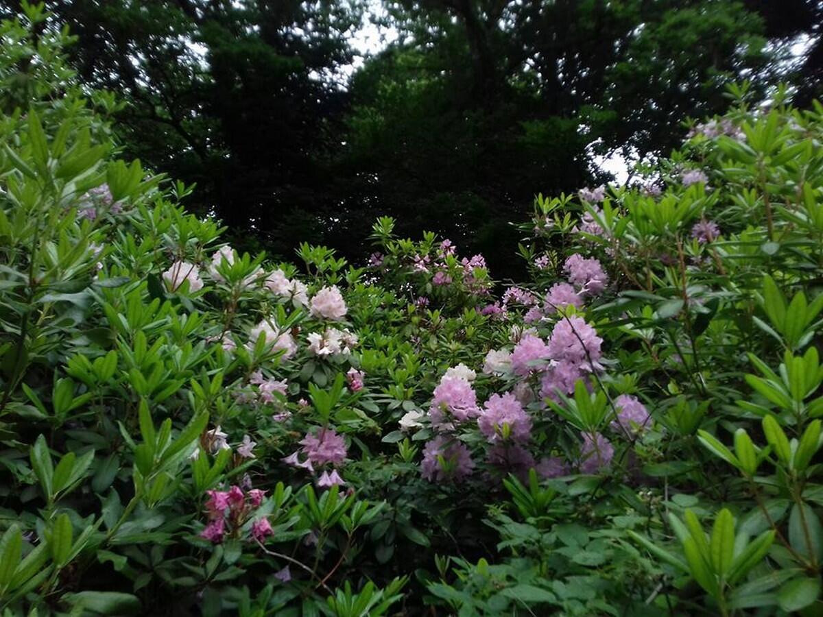 Arboretum-du-Lampy-Claude-Boudet