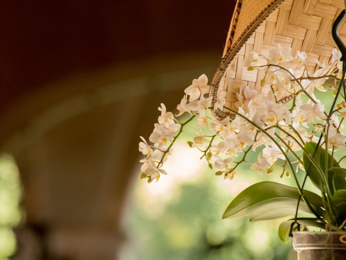 ORCHIDEES A FONTFROIDE