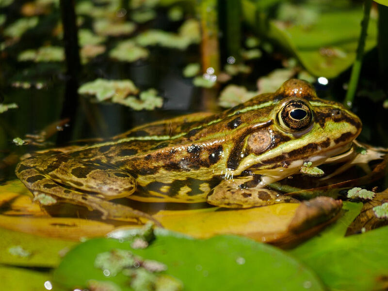 wildlife-g2112d01ae_1280
