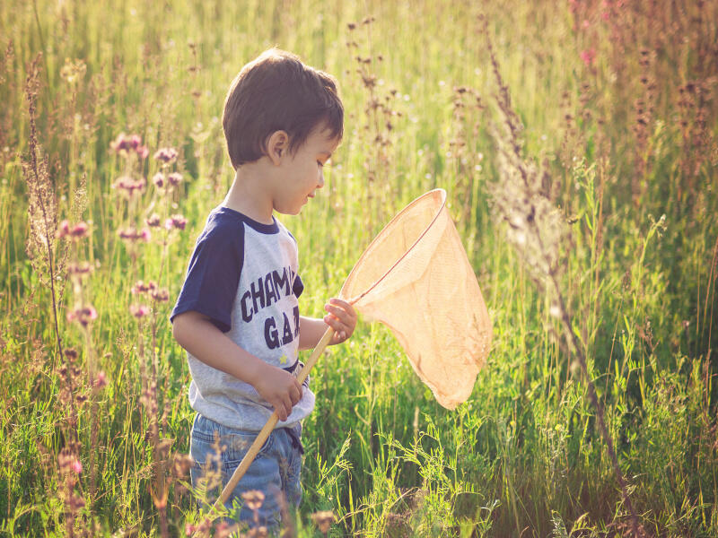 Boy with butterfly net Butterfly catches