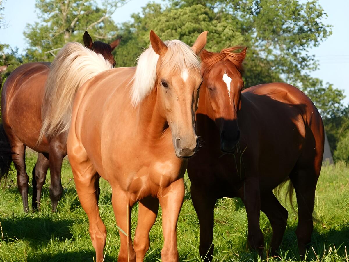 Chevaux La Chevauchee Rocques